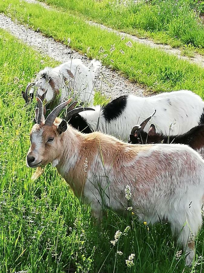 Zantnhof Lejlighed Rohrabrunn Eksteriør billede